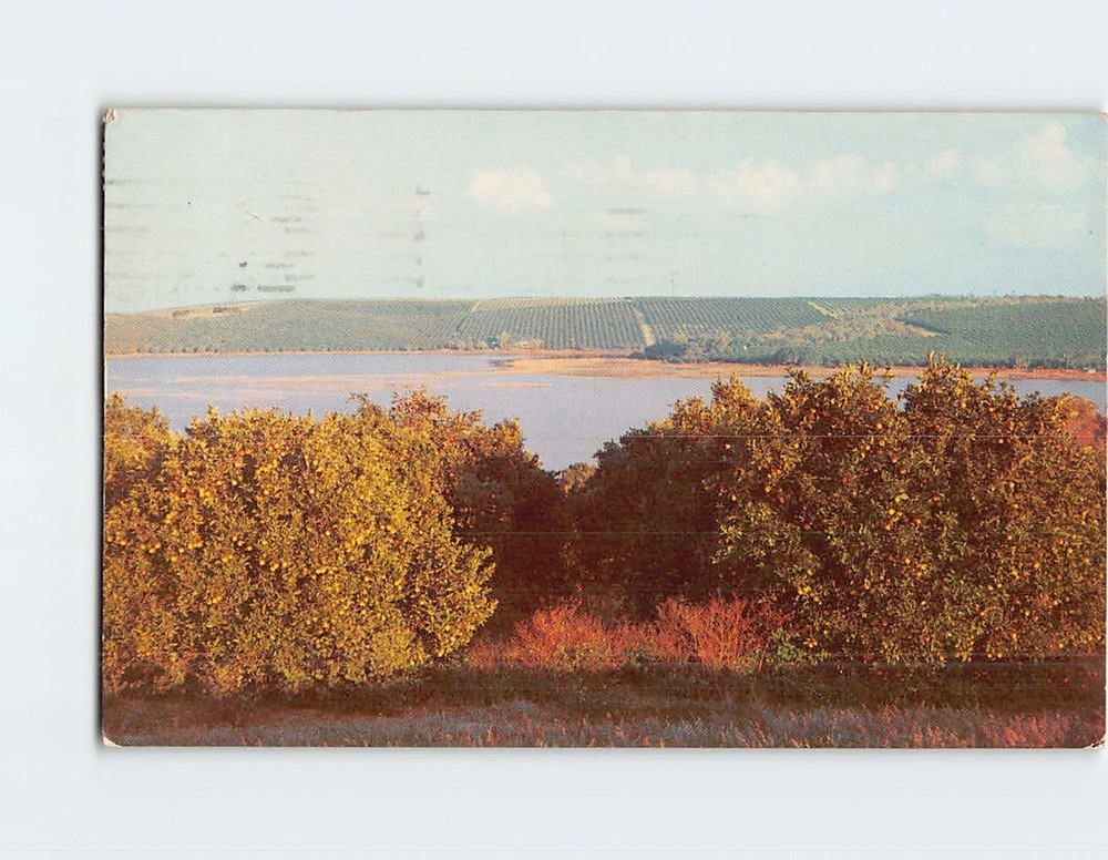 Postcard Orange Groves in Florida USA
