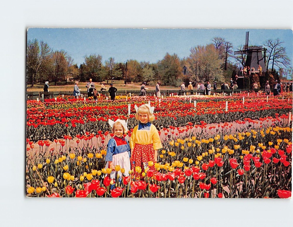 Postcard Nelis Tulip Farms Holland Michigan USA