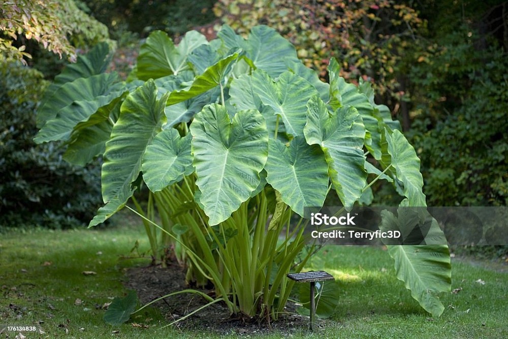 Colocasia  ELEPHANT EARS Tropical Plant Bare Root Clump Easy To Grow