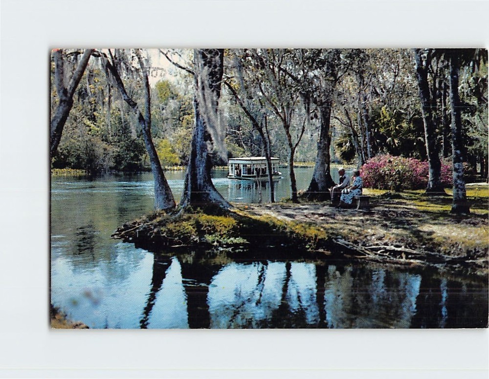 Postcard A Beautiful Florida Scene Along Silver River Silver Springs Florida USA