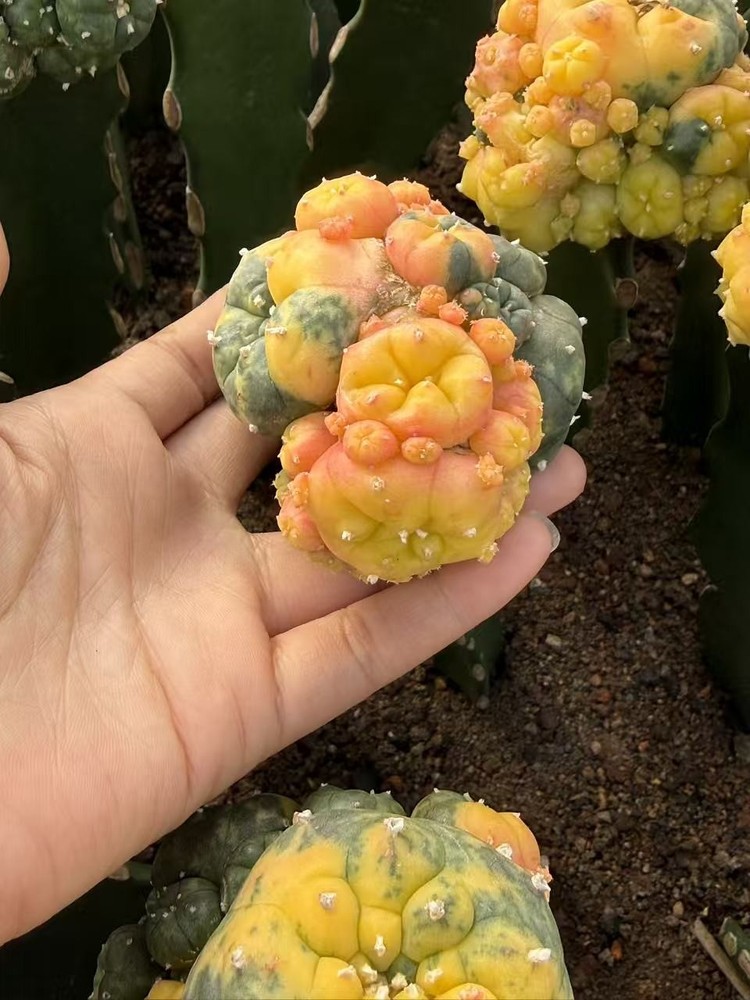 LW cactus variegated Succulent Plant Garden Décor Boutique degrafted 6-7cm