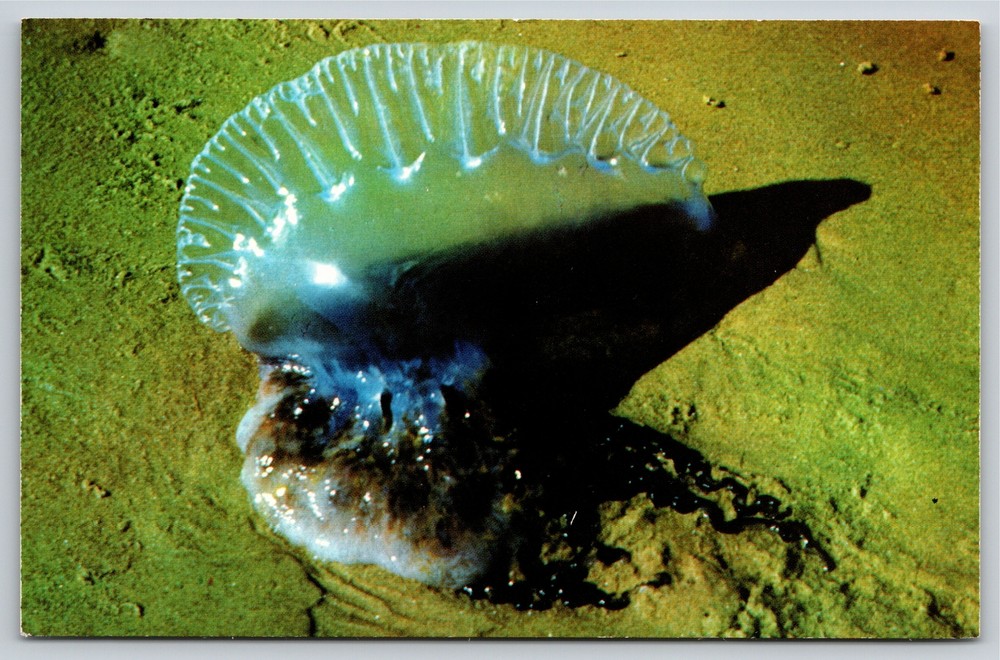 Animals~The Man-O-War Jelly Fish Of The Gulf Coast~Frank Whaley Vintage Postcard