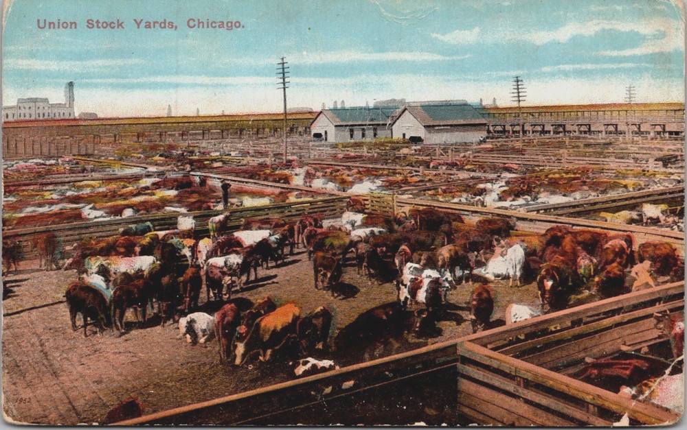 The Chicago Union Stock Yards, Hogs Cattle Sheep Chicago Illinois IL Postcard