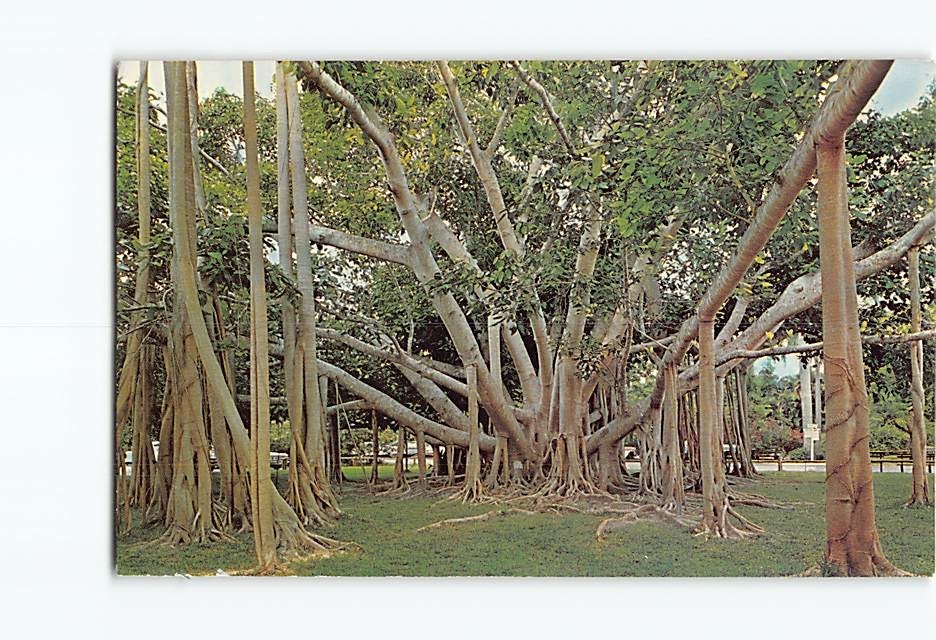 Postcard Banyan Tree Edison Winter Home Fort Myers Florida USA