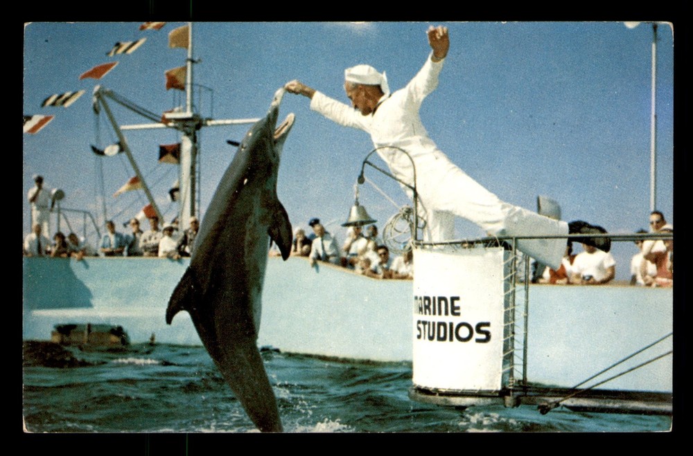 Hand Feeding Jumping Porpoises Marine Studios Marineland Florida FL Unp Postcard