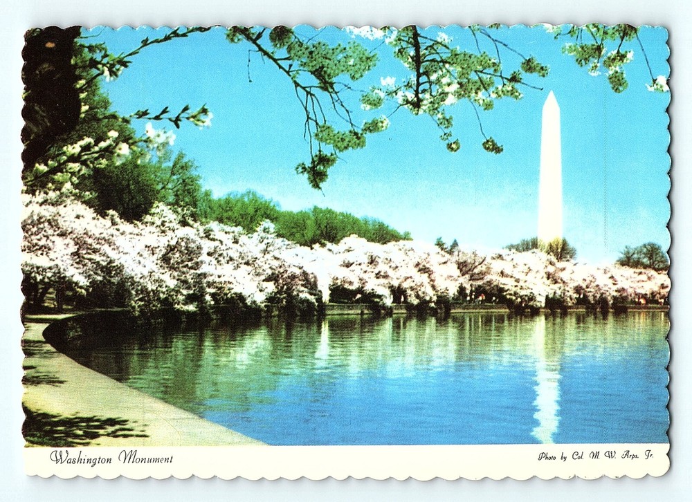 Cherry Blossoms Washington Monument Washington D.C. Scalloped Edges Postcard D3