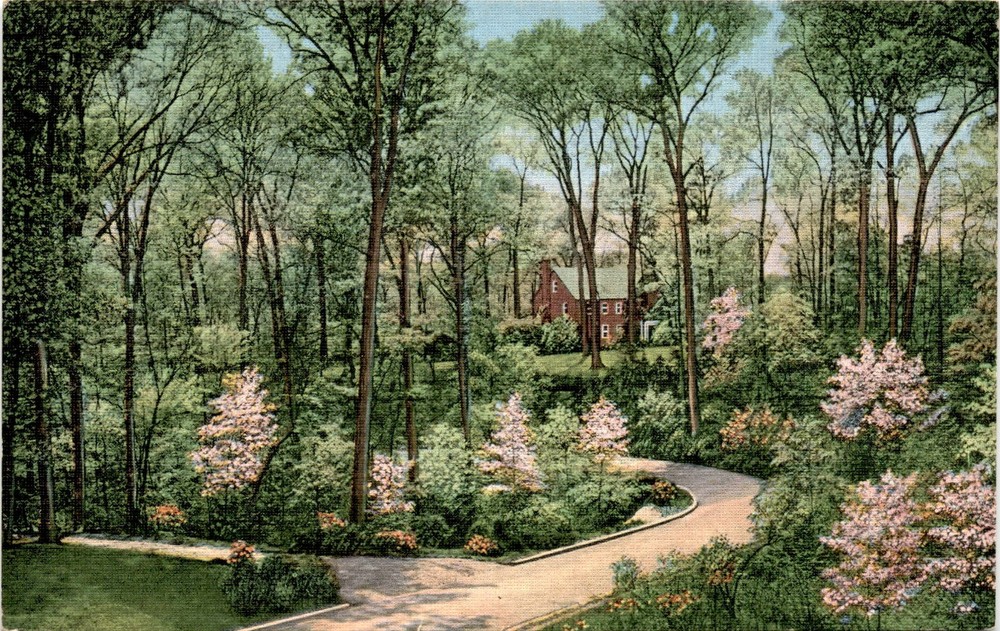 DOGWOOD IN BLOOM, KINGSTON PIKE, KNOXVILLE, TENN Postcard