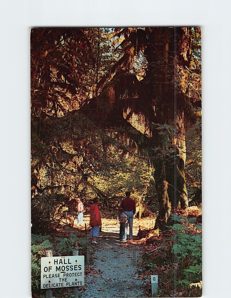 Postcard Hall Of Mosses Rain Forest Olympic National Park Forks Washington USA