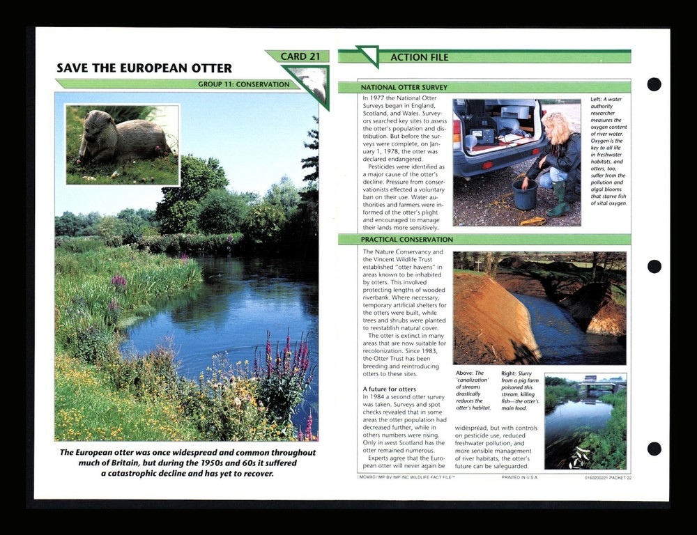 European Otter Wildlife Conservation Fact File Card for Home Schooling 11.21