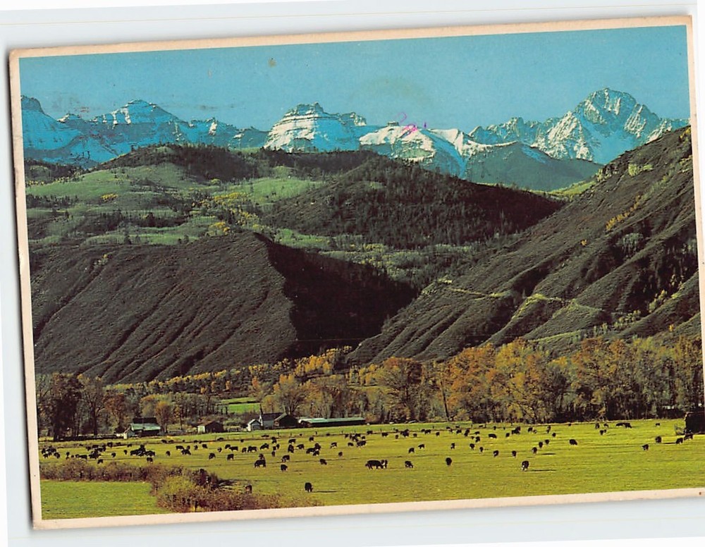 Postcard Cattles Grazing San Juan Mountain Range Ouray Colorado USA