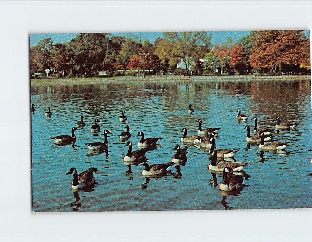 Postcard Maryland Waters Winter Haven Canada Geese