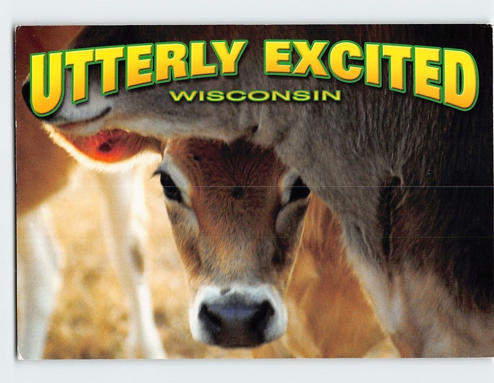 Postcard Cow Utterly Excited Wisconsin USA