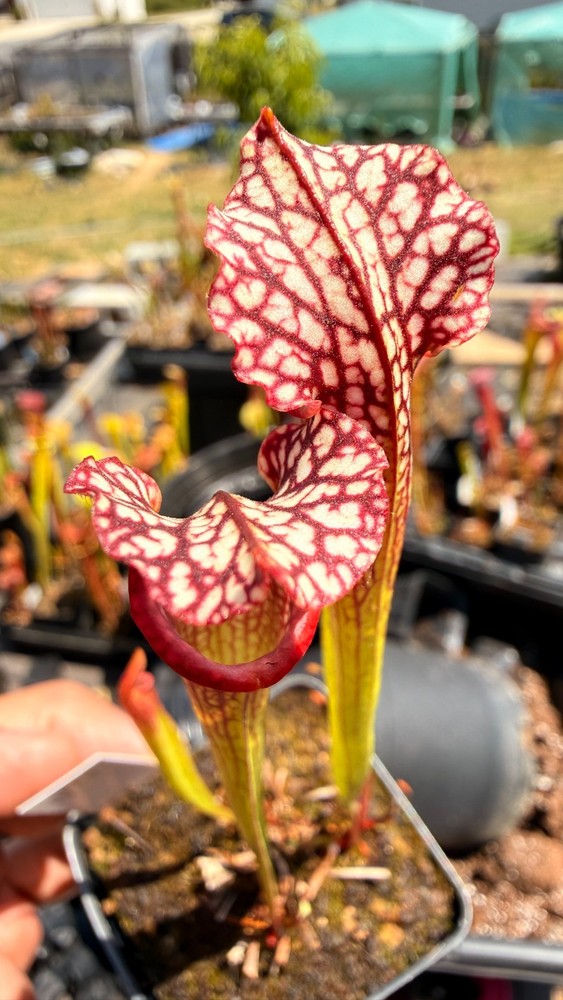 Sarracenia - 🔥🔥 (MKL18 x HCW F) x Saurus (W4) 🔥🔥
