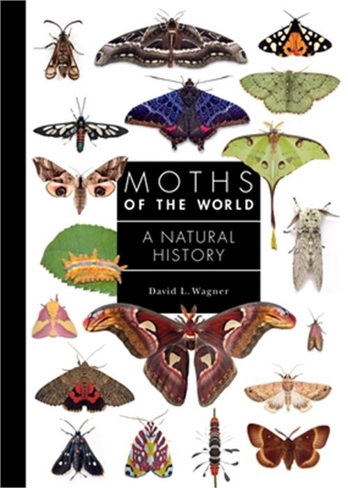 Moths of the World: A Natural History (Hardback or Cased Book)
