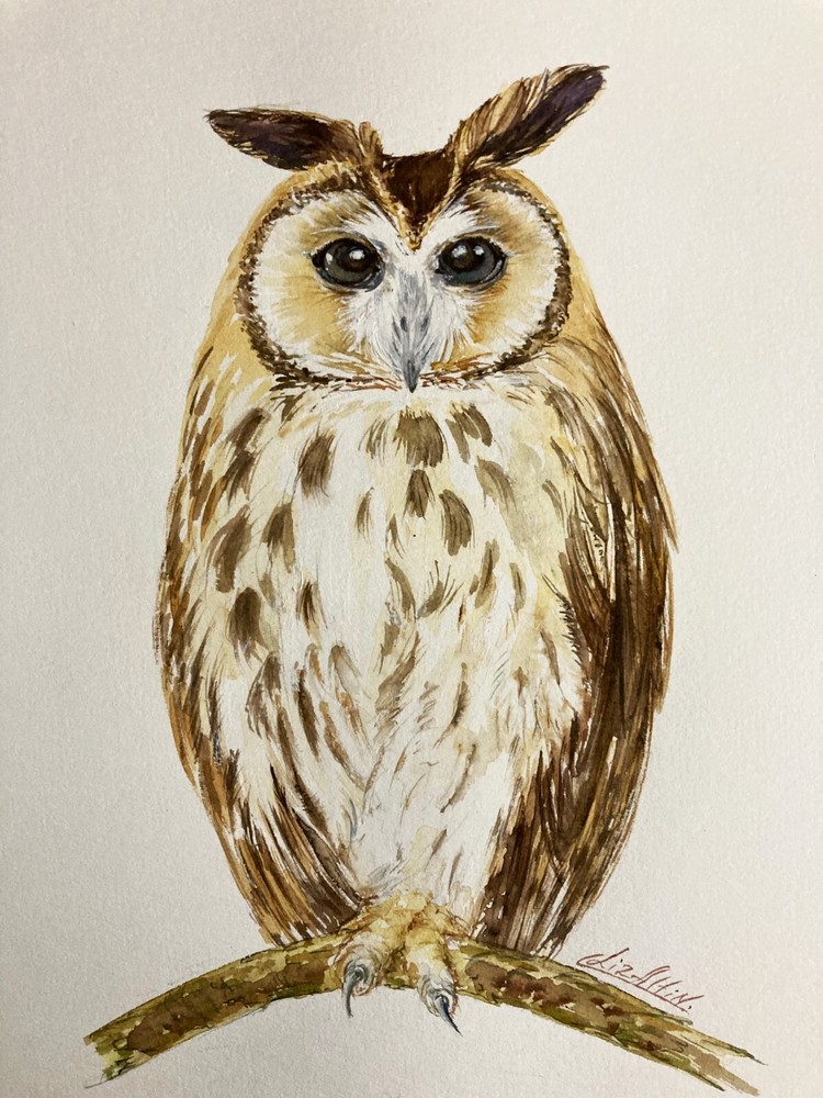 Original Owl Bird Watercolor Painting on High-Quality Paper