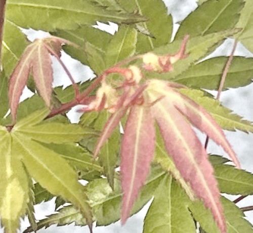 Acer palmatum 
