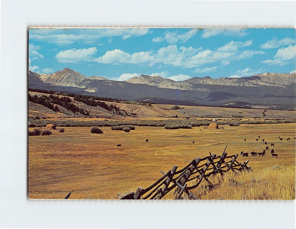 Postcard Hereford Cattle Grazing Montana USA