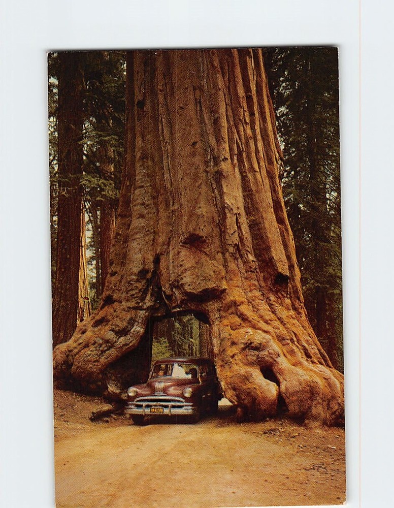 Postcard Wawona Tree Yosemite National Park California USA