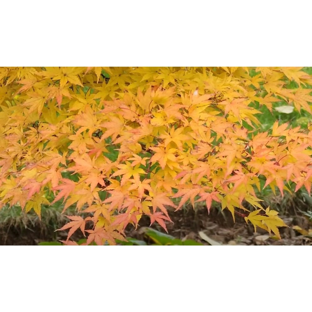 Coral Bark Japanese maple Acer Palmatum 'Sangu-kaku' ***LIVE***-image