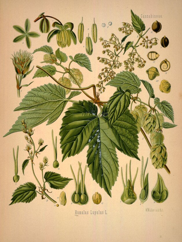 Vintage Hops Poster, Hops Botanical Scientific Identification Chart, 1883 Print