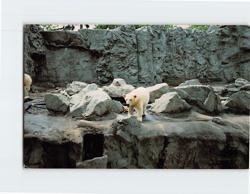 Postcard Polar Bear Roger Williams Park Providence Rhode Island USA