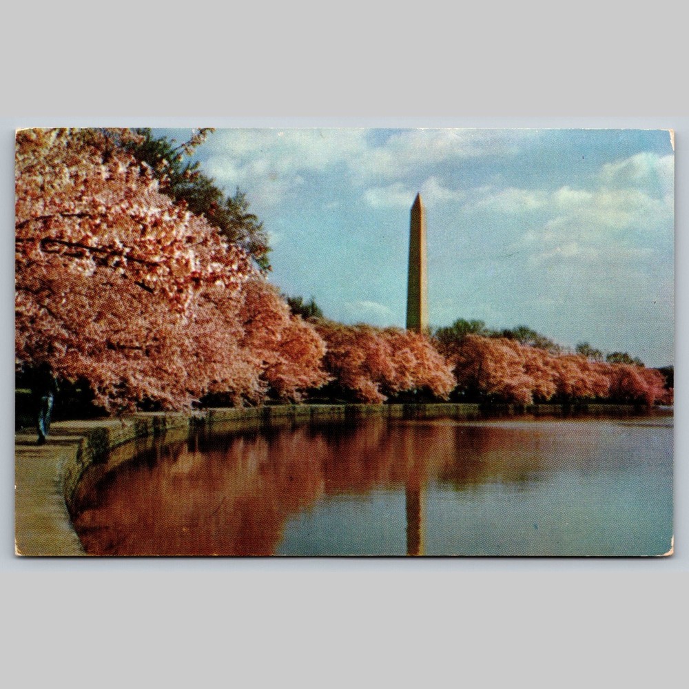 Postcard Washington Monument Cherry Blossoms Washington DC