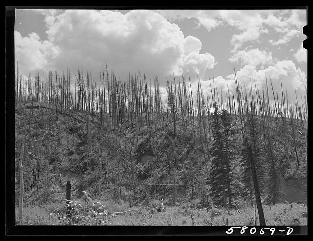 Photo:Glacier National Park Montana 1941 Forest Fire Damage Burned Trees