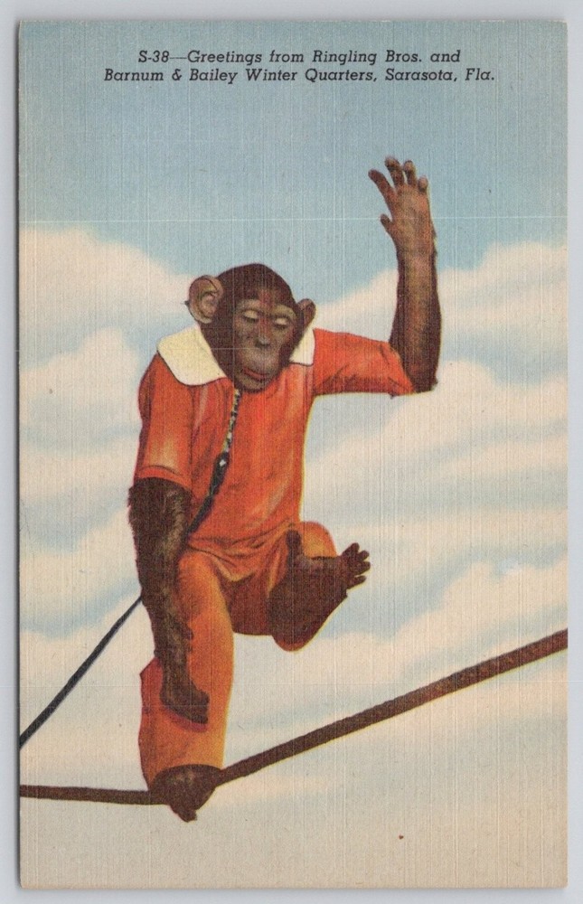 Ringling Bros Barnum & Bailey Circus Sarasota FL Chimpanzee Tightrope Postcard