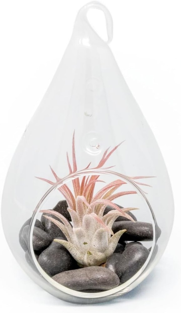 Glass Teardrop Terrarium with Air Plant for Indoor Outdoor Decor  