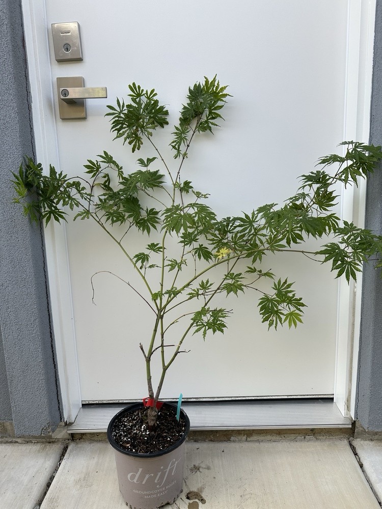 1 Gallon - Acer palmatum 'Tiger Rose' Japanese Maple-image