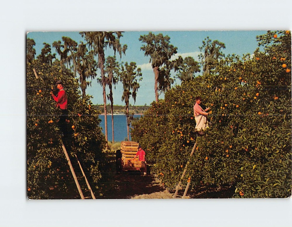 Postcard Picking Oranges in Florida USA