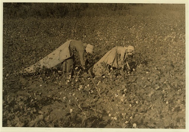 Photo:Denison Texas Edna Smilley Cotton Pickers 1913 Sep