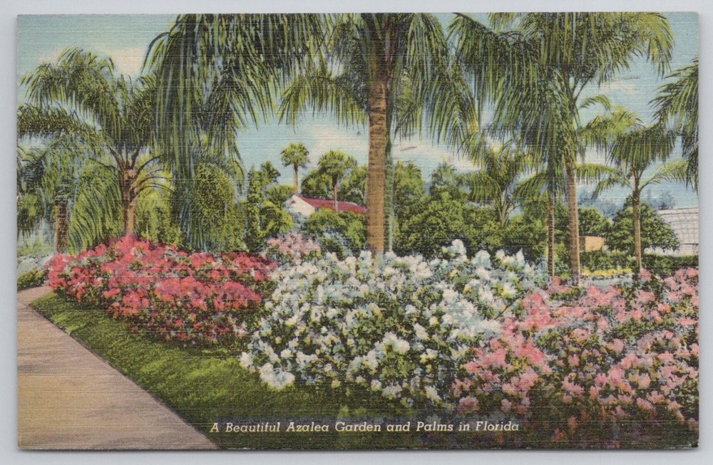 Vintage Florida Azalea Garden Palm Trees Curteich Colortone Postcard 1941