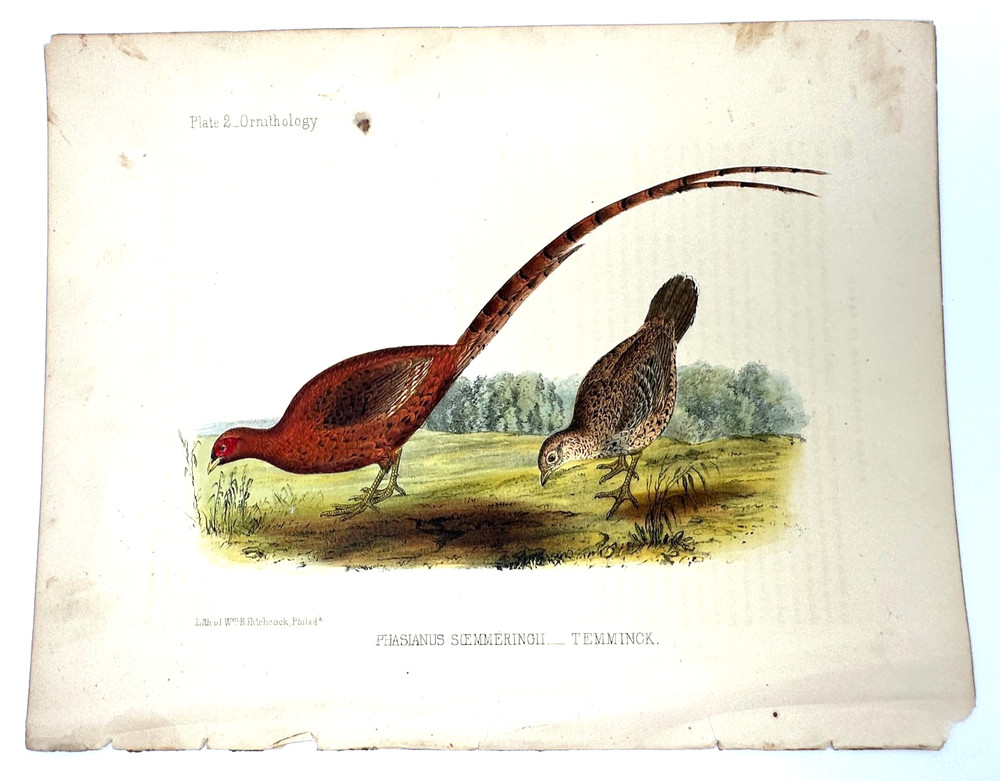 Antique Hand Colored Ornithology Plate Temminck’s Pheasant 19th Century Print