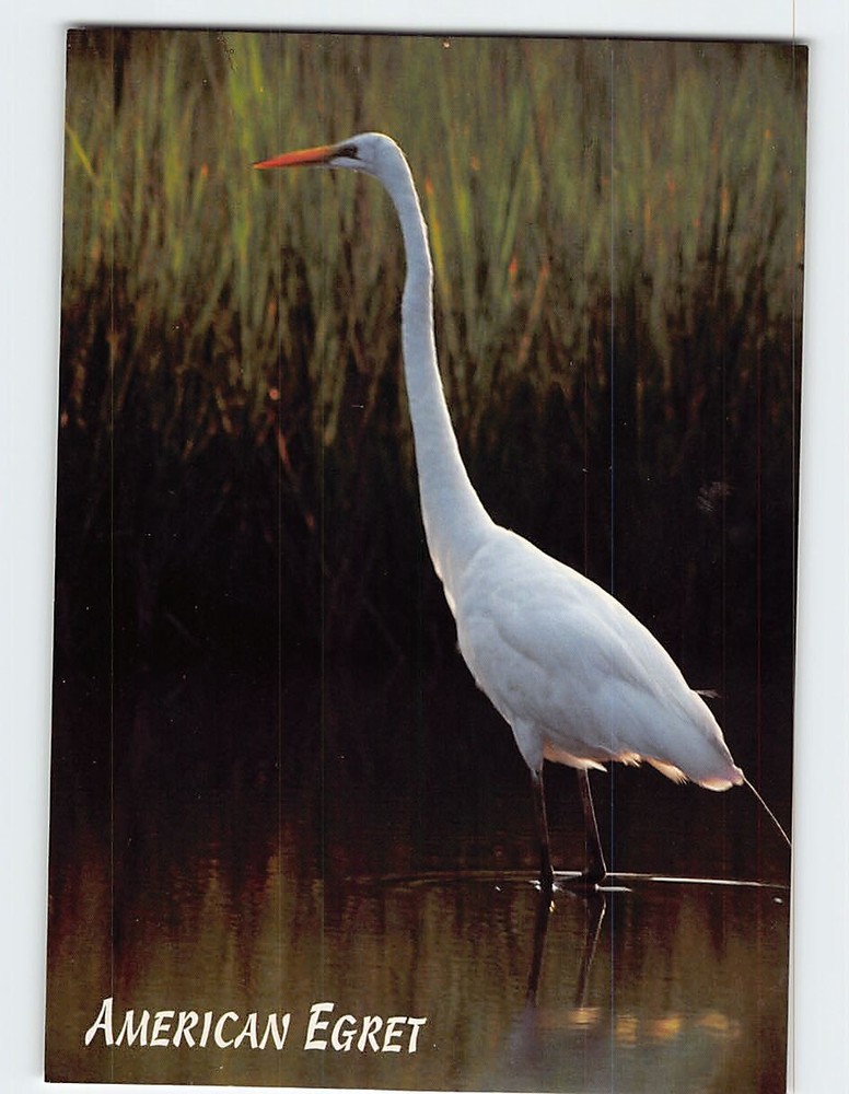 Postcard American Egrets Hilton Head Island South Carolina