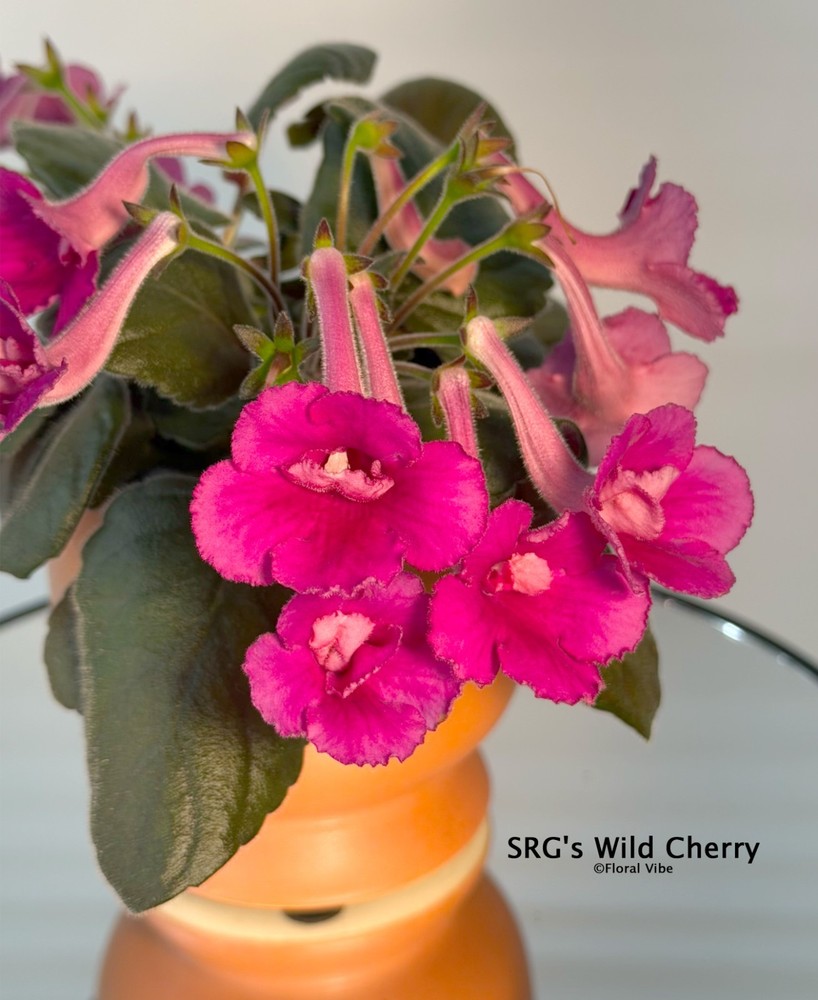 Mini Sinningia SRG'S Wild Cherry. Tuber