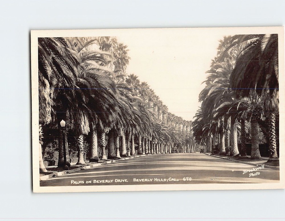 Postcard Palms on Beverly Drive Beverly Hills California USA