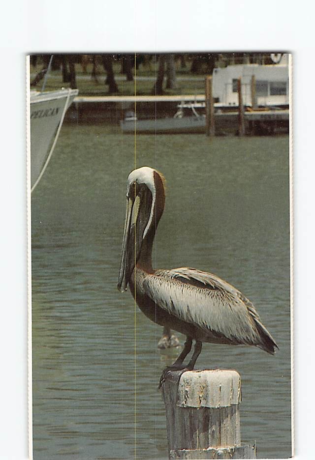 Postcard Brown Pelican Everglades National Park Florida USA