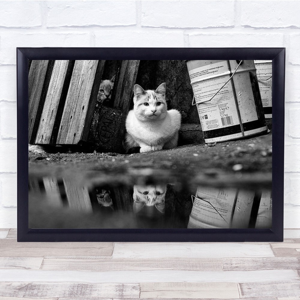 Cats In Street Water Reflection Wall Art Print