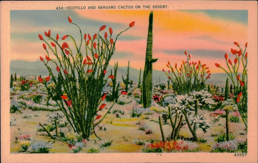 Vintage Linen Postcard Ocotillo & Sahuaro Cactus Desert Scene 1930s