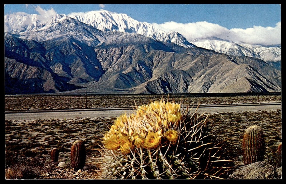 Vintage Chrome Postcard Desert Barrel Cactus Flowers Snow Mountains FS-583