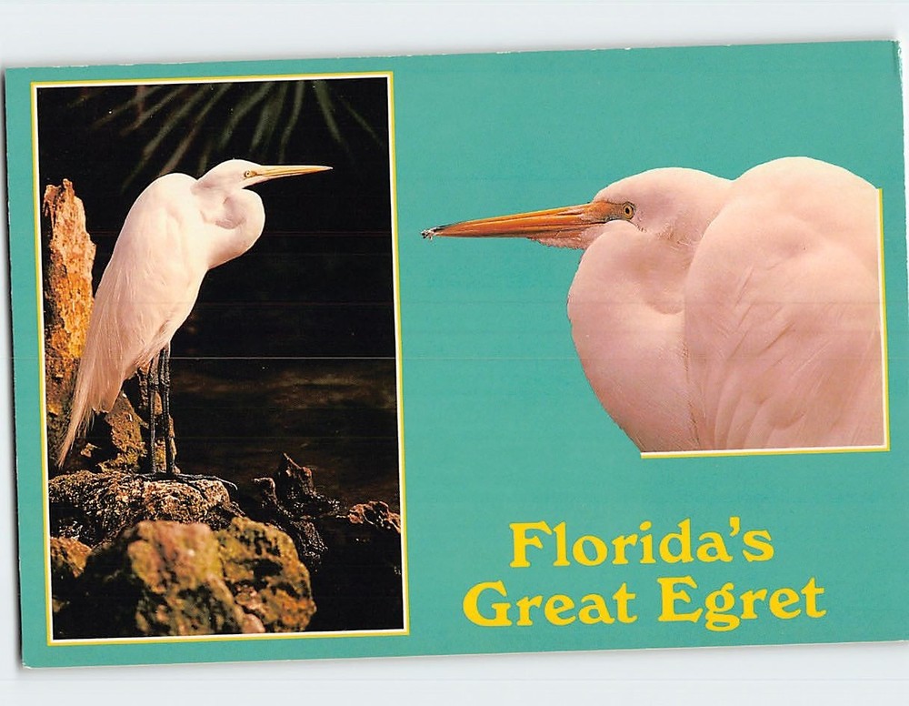 Postcard Great Egret Florida USA