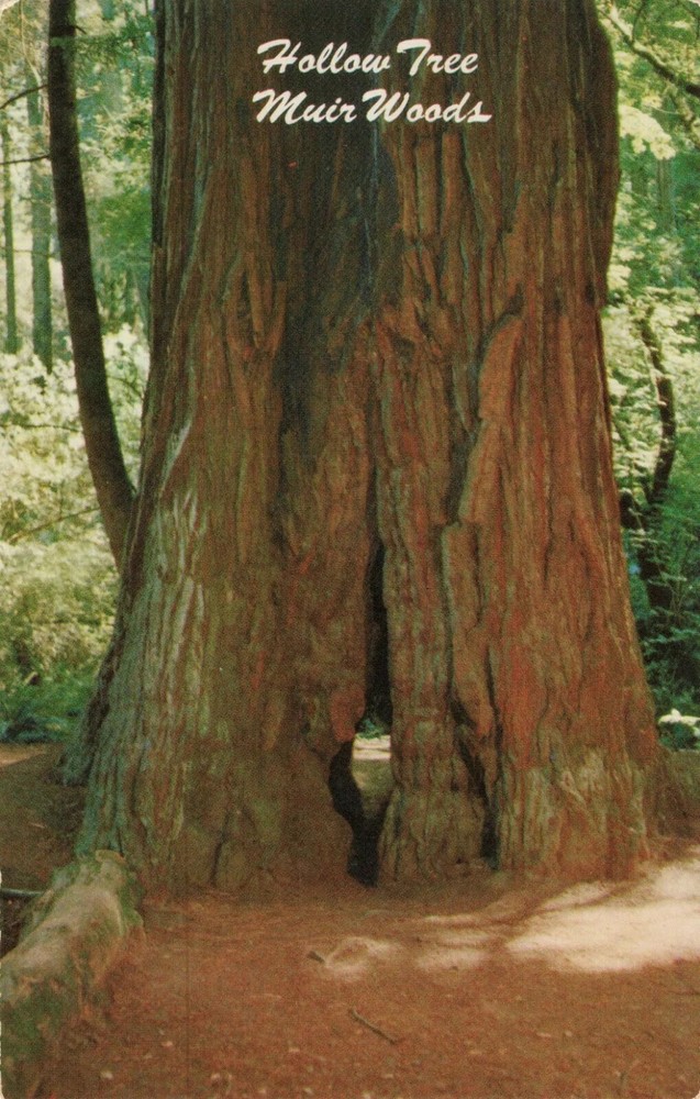 Hollow Tree - Muir Woods National Monument - California CA - Postcard