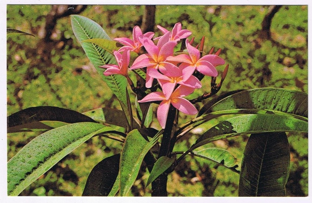 Postcard Pink Plumeria Blossoms Hawaii