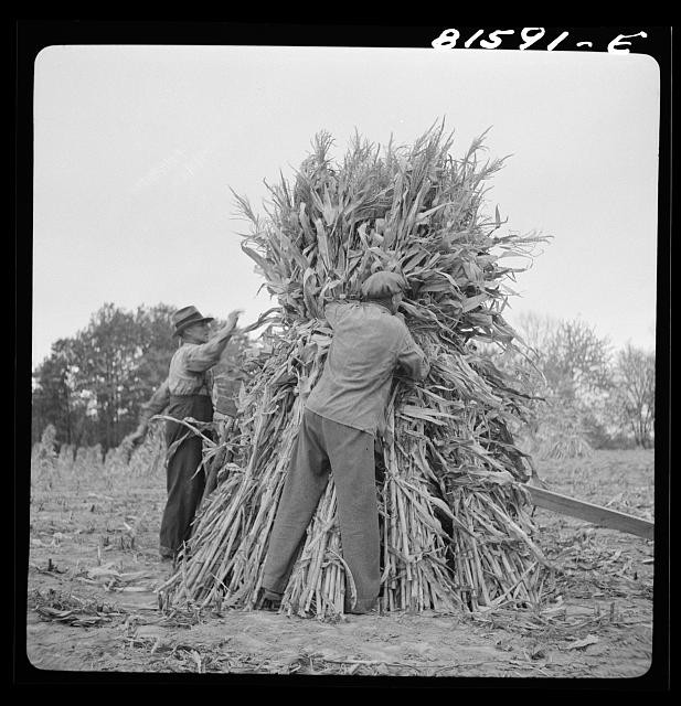 Photo:Coxsackie New York 1941 Corn Shucking Farm Workers Mambert Farm
