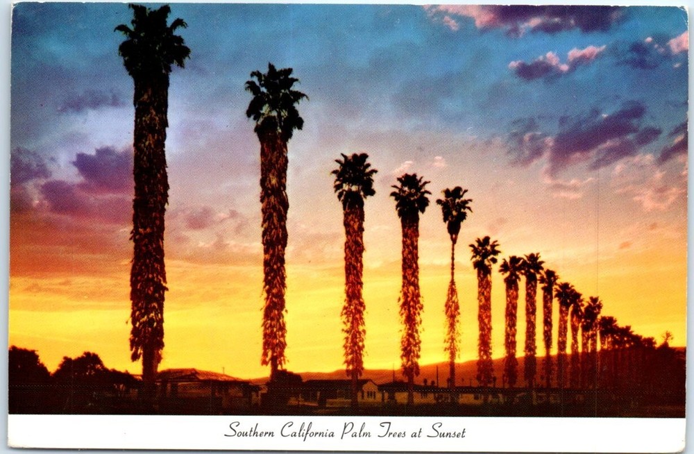 Postcard - Southern California Palm Trees at Sunset, USA