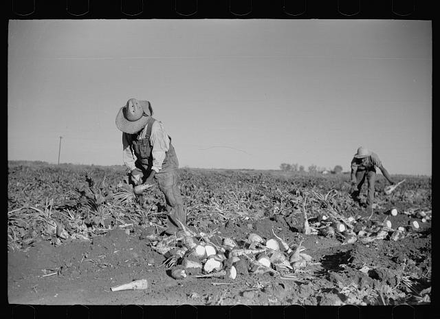 Photo:Adams County Colorado 1939 Sugar Beet Topping Farm Workers