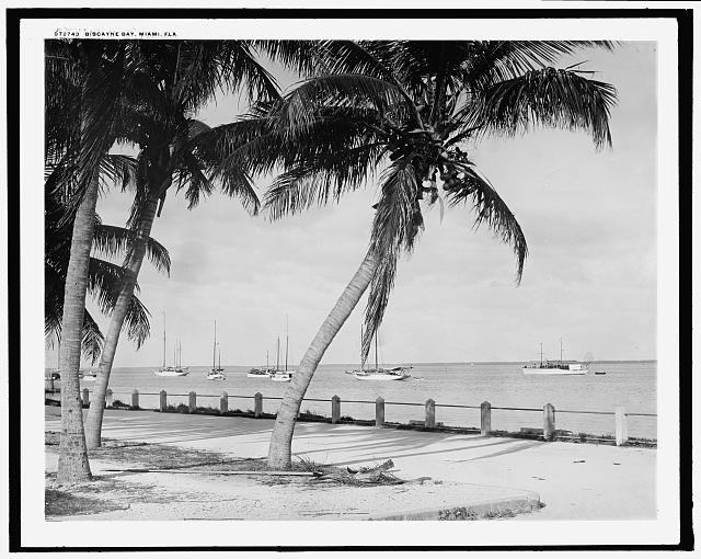 Photo:Miami Florida Biscayne Bay Waterfront Palms 1910s Sailboats