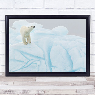 Polar bear on iceberg Ice Snow Winter Cold Wall Art Print