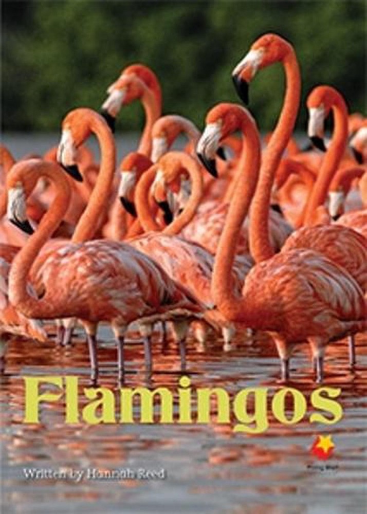 Flamingos by Feely (English) Paperback Book